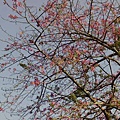美麗的紅花林2.JPG