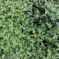 庭院香草.JPG