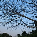黃昏剪影5.jpg