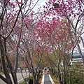 櫻花步道.jpg