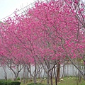 櫻花林1.jpg