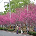 櫻花林2.jpg