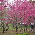 櫻花林4.jpg