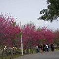 櫻花路1.jpg