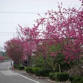 櫻花路3.jpg