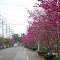 櫻花路4.jpg