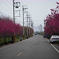 櫻花路6.jpg