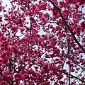 茂盛的櫻花.jpg
