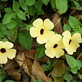 路邊小花1(忘了).jpg