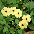 路邊小花2(忘了).jpg
