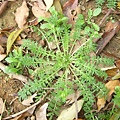 路邊小草1.jpg