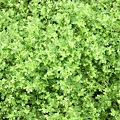 路邊小草2.jpg