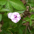 路邊牽牛花2.jpg