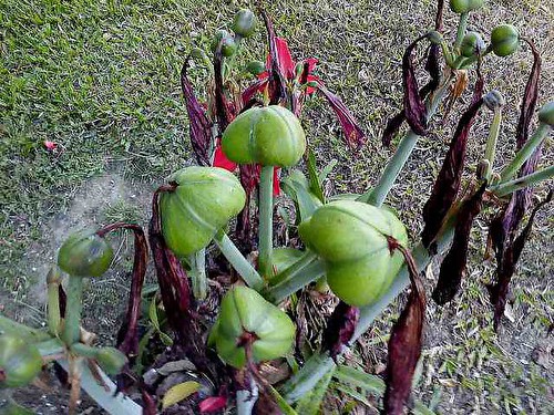 孤挺花12