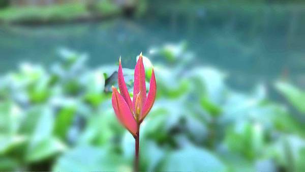 桂花嫩芽.jpg