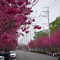 櫻花路7.jpg