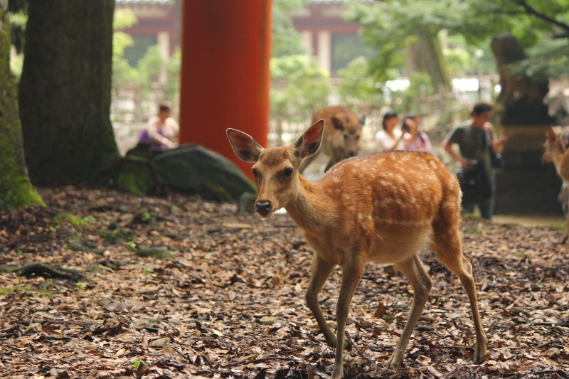 京都祇園祭行281