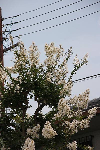 京都祇園祭行399