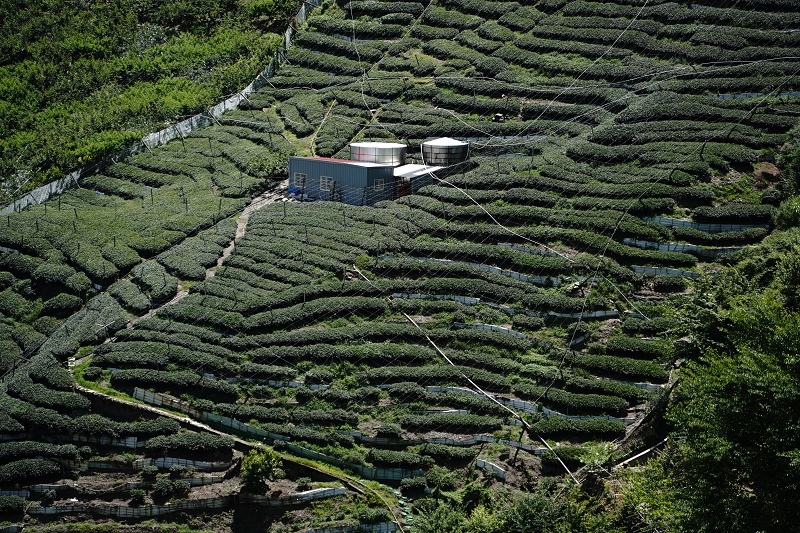 [ 旅行札記 ]夏日山行．3422合歡山主北峰