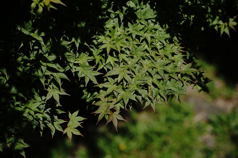 [ 旅行札記 ]夏日山行．3422合歡山主北峰