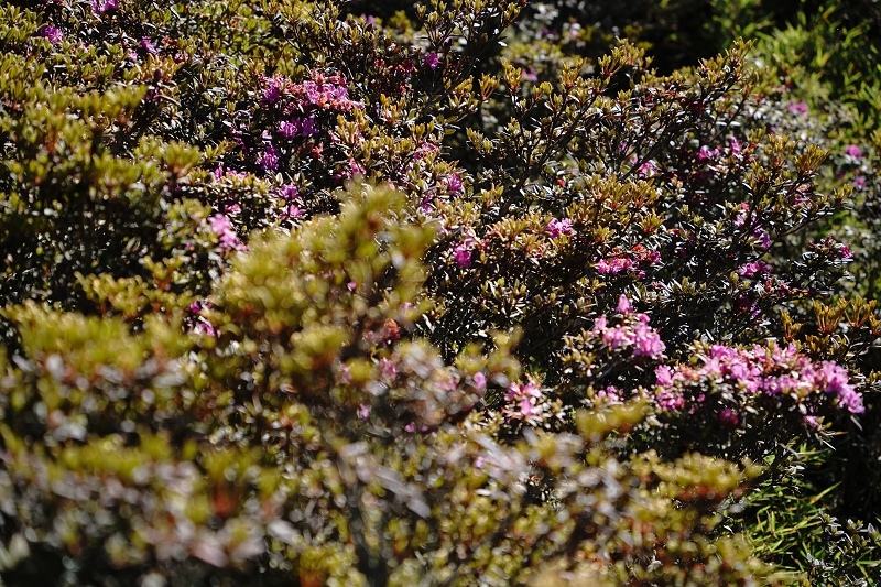 [ 旅行札記 ]夏日山行．3422合歡山主北峰