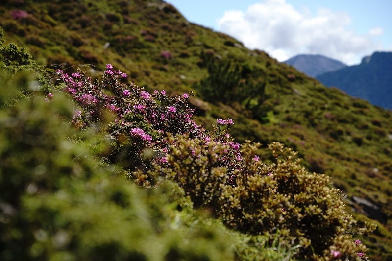 [ 旅行札記 ]夏日山行．3422合歡山主北峰