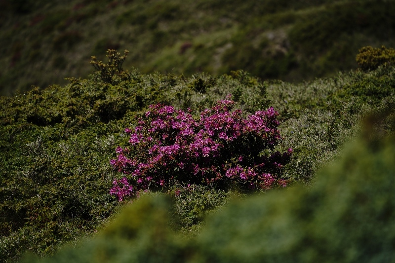 [ 旅行札記 ]夏日山行．3422合歡山主北峰