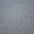 IMG_7027.jpg