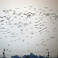 IMG_7054.jpg