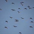 IMG_7075.jpg