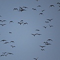 IMG_7070.jpg