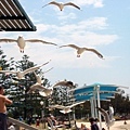 102032_SeaGulls