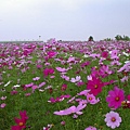 20051030_大園溪海花卉園區_波斯菊花海