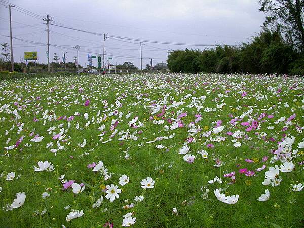 20051120_桃43-1之波斯菊