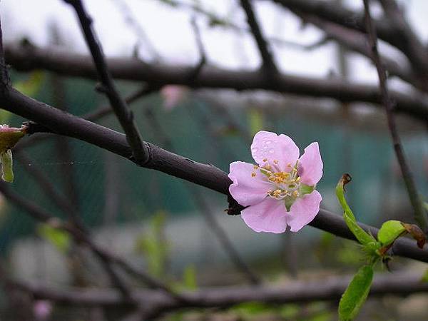 20060131_向陽農場_桃花