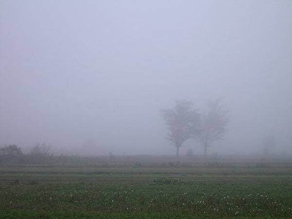 20060130_foggy farmland