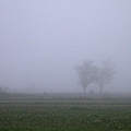 20060130_foggy farmland