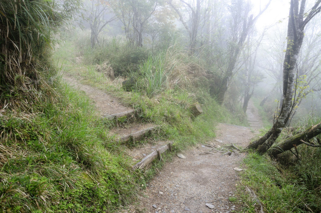 20140410山毛櫸步道11.JPG