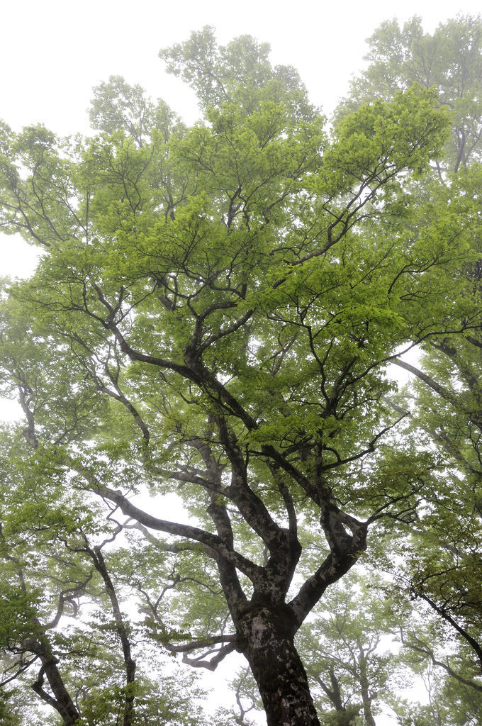 20140410山毛櫸步道13.JPG