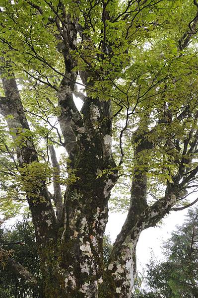 20140410山毛櫸步道29.JPG