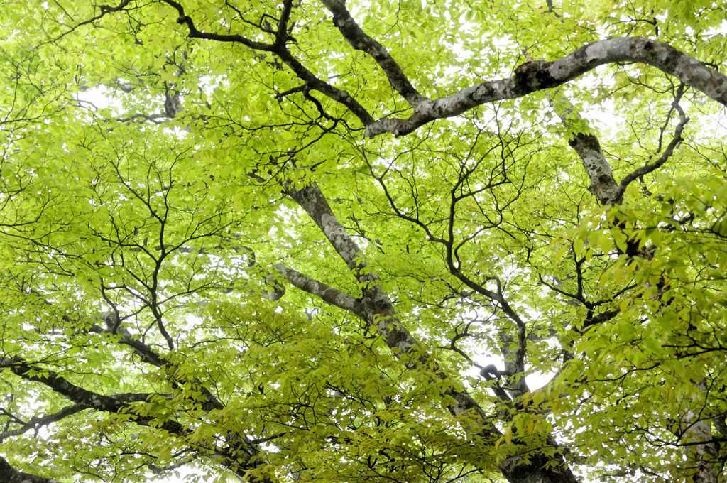 20140410山毛櫸步道31.JPG