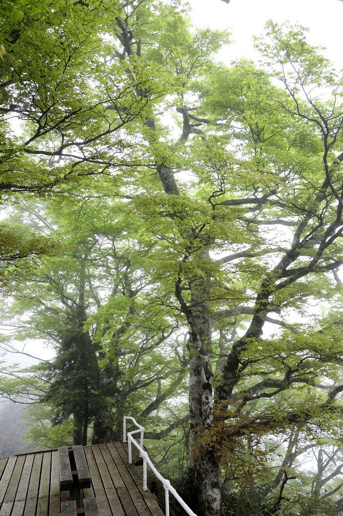 20140410山毛櫸步道35.JPG