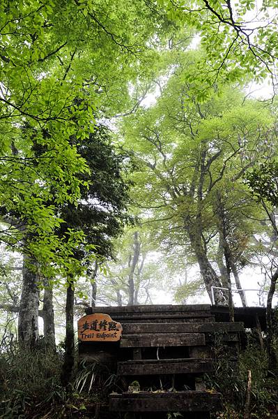 20140410山毛櫸步道37.JPG