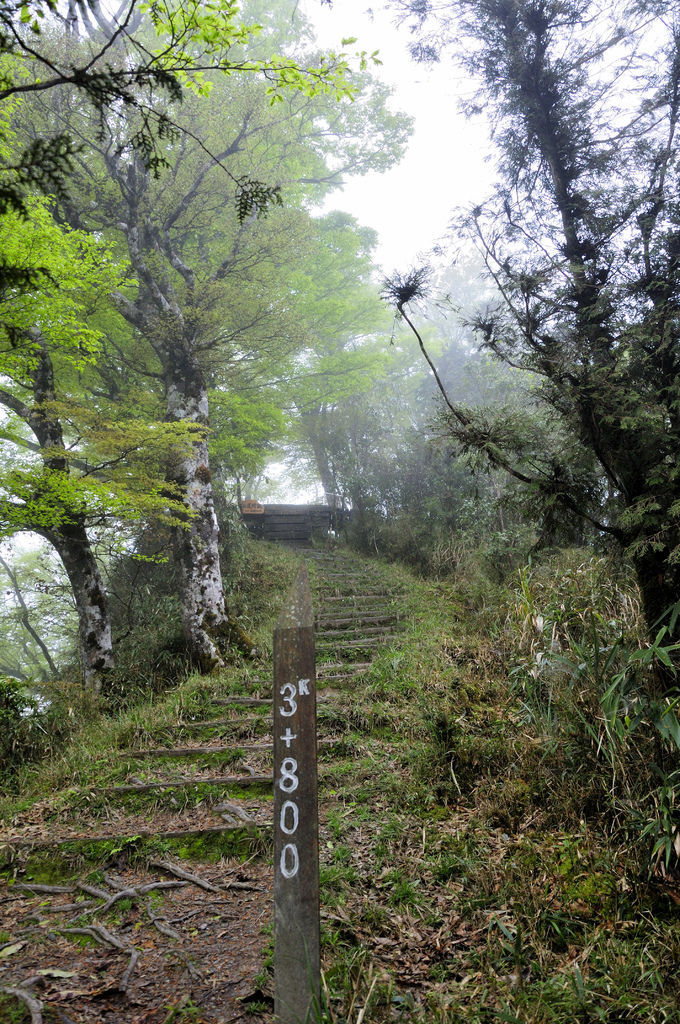 20140410山毛櫸步道39.JPG