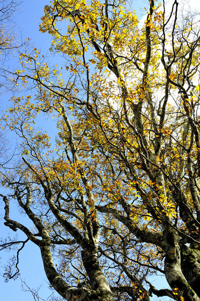 20141105山毛櫸步道 _028-1.jpg