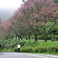 20160322茶鄉櫻花道07.jpg