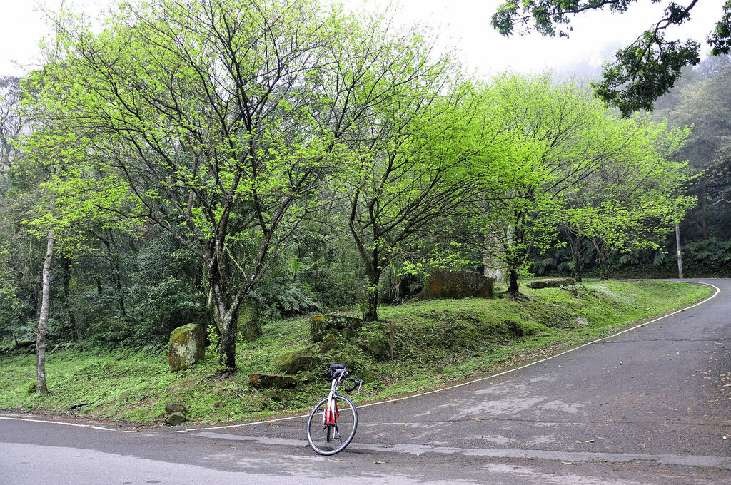 20160322茶鄉櫻花道06.jpg