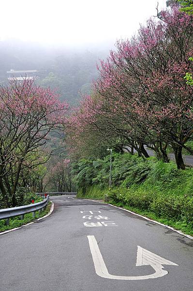 20160322茶鄉櫻花道09.jpg