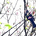 20160322茶鄉櫻花道12.jpg