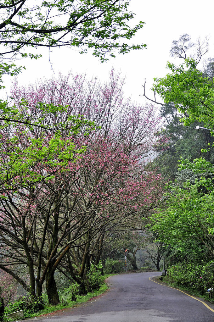 20160322茶鄉櫻花道10.jpg